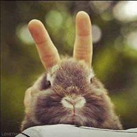 amyphuongtrang avatar