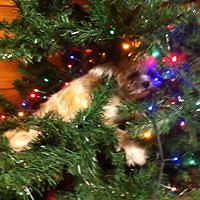 kathryn_borrow avatar