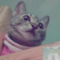 leslie_tongson avatar