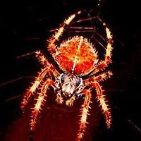 shaun_mcdowell_SSP avatar