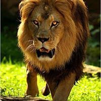 steve_pallister avatar