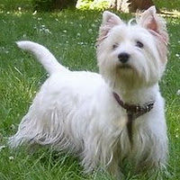 marijabukurov avatar