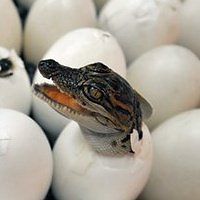 c_antonio_romero avatar