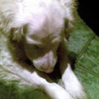 alina_nowak_357 avatar