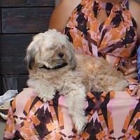 schuurmansanke avatar