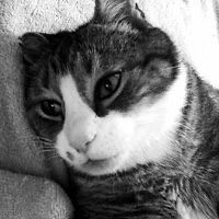 sylviasyracuse avatar