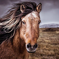 alissamerstrand avatar