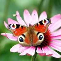 sandra_leishman_10 avatar