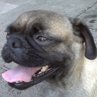 hermannsobern avatar