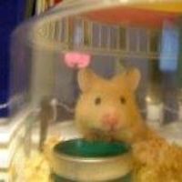 Katehamstermum avatar