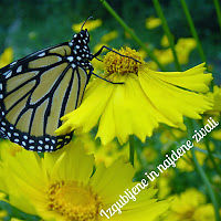 izgubljeneinnajdeneivali avatar