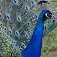 michelle_shearer_1238 avatar