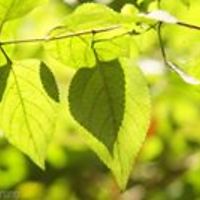 hemant_gurung_731 avatar