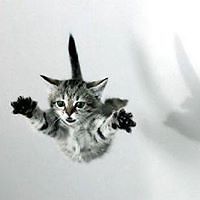 avelina_pichel avatar