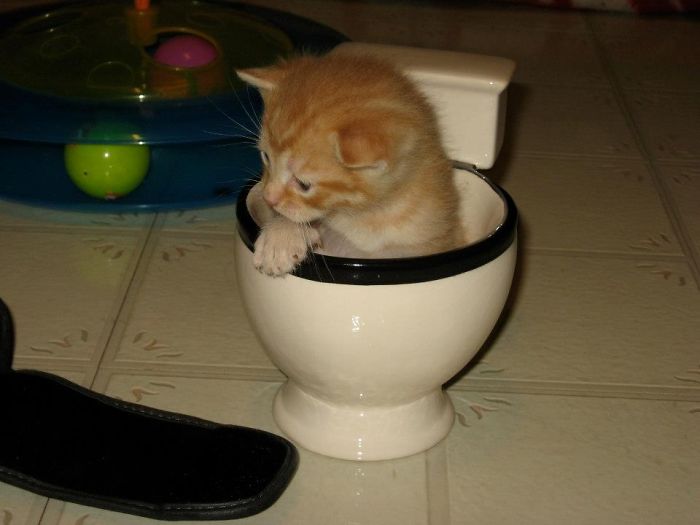 Sheamus In A Toilet Cup