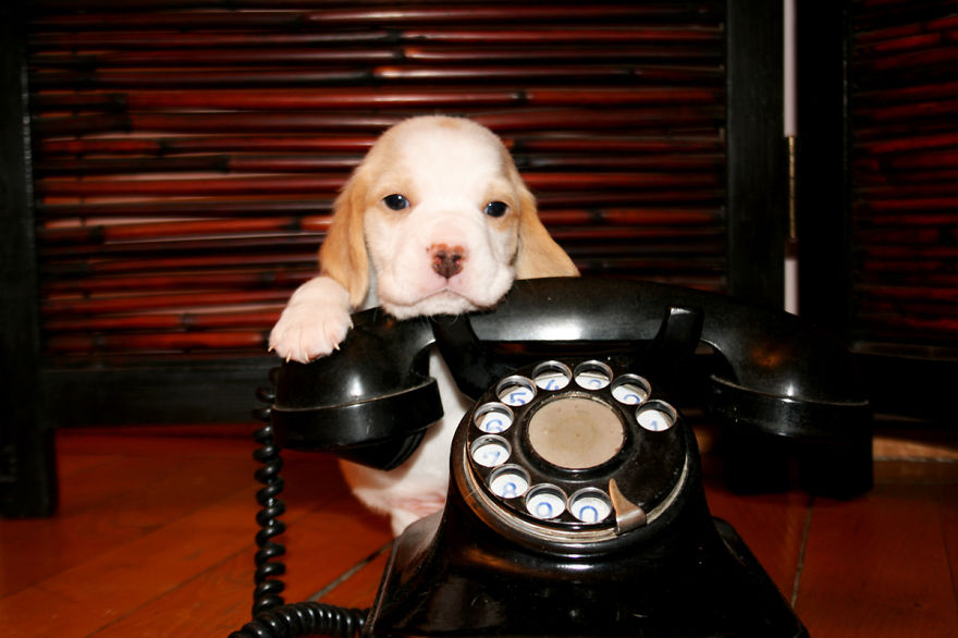 Ozzy! Lemon Beagle. Devil In Disguise :d