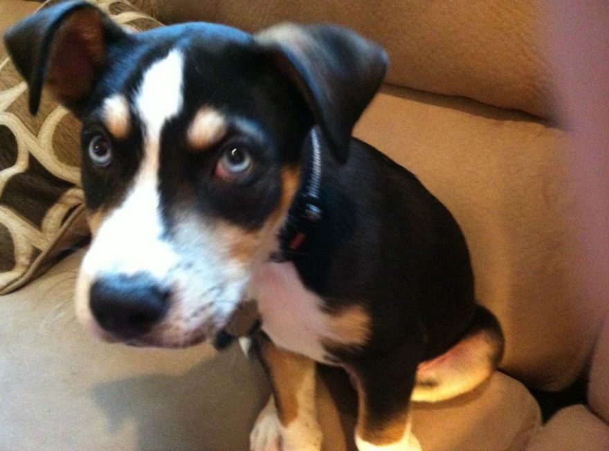 Cooper, Our Blue-eyed Mutt. 4 Months Old.