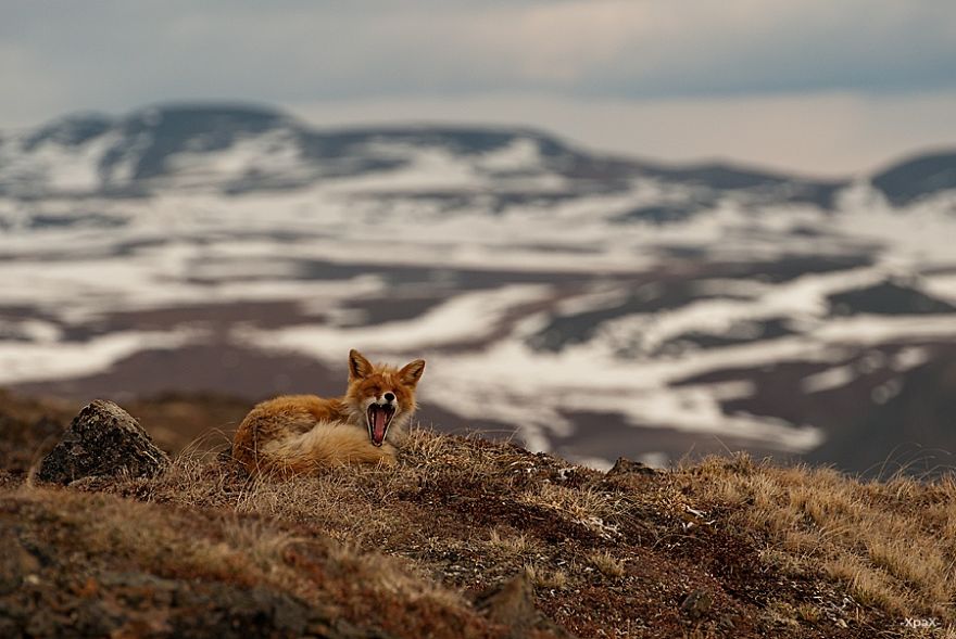Russian Miner Spends His Breaks Taking Photos Of Foxes In The Arctic Circle Russian Miner Spends His Breaks Taking Photos Of Foxes In The Arctic Circle