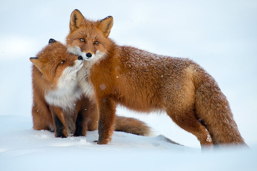 Russian Miner Spends His Breaks Taking Photos Of Foxes In The Arctic Circle Russian Miner Spends His Breaks Taking Photos Of Foxes In The Arctic Circle