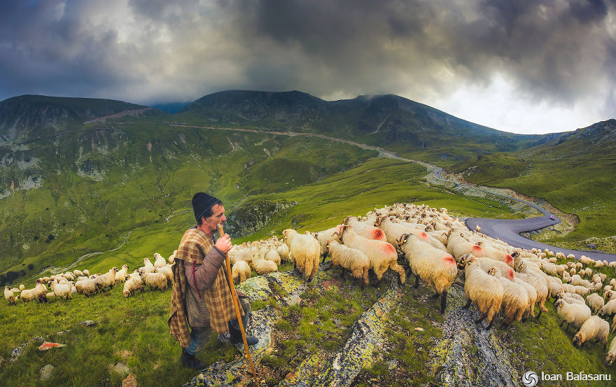 Transhumance - Transalpina Road