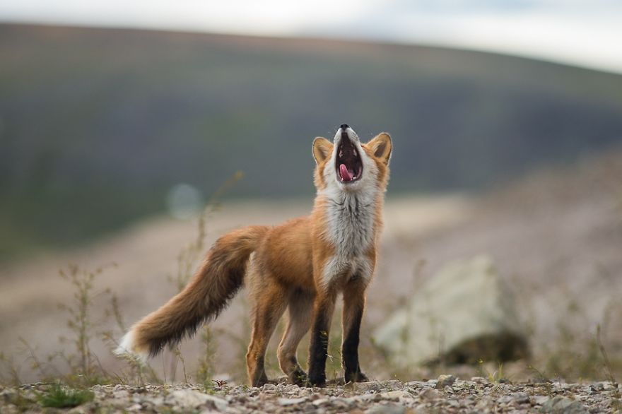 Russian Miner Spends His Breaks Taking Photos Of Foxes In The Arctic Circle Russian Miner Spends His Breaks Taking Photos Of Foxes In The Arctic Circle