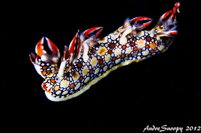 Nudibranch