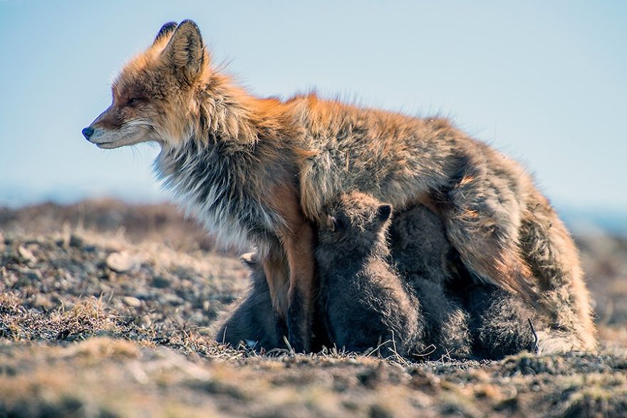 Russian Miner Spends His Breaks Taking Photos Of Foxes In The Arctic Circle Russian Miner Spends His Breaks Taking Photos Of Foxes In The Arctic Circle