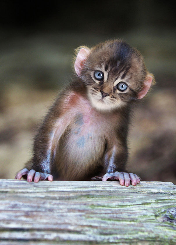 Mittens: Cute Monkey-Kitten Hybrids