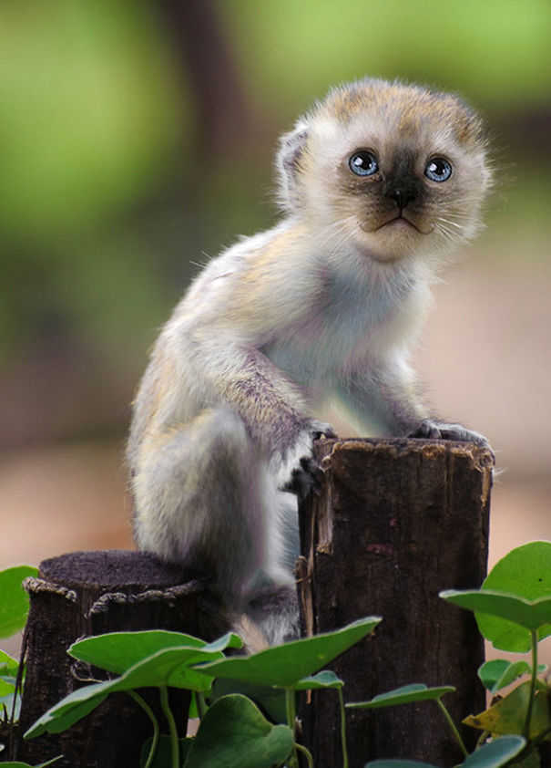 Mittens: Cute Monkey-Kitten Hybrids