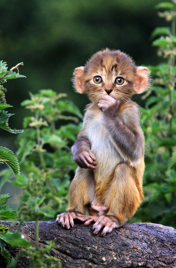 Mittens: Cute Monkey-Kitten Hybrids