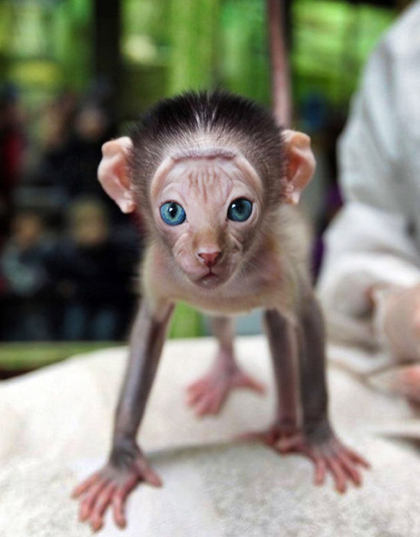 Mittens: Cute Monkey-Kitten Hybrids