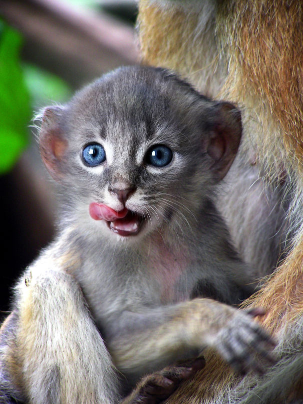 Mittens: Cute Monkey-Kitten Hybrids