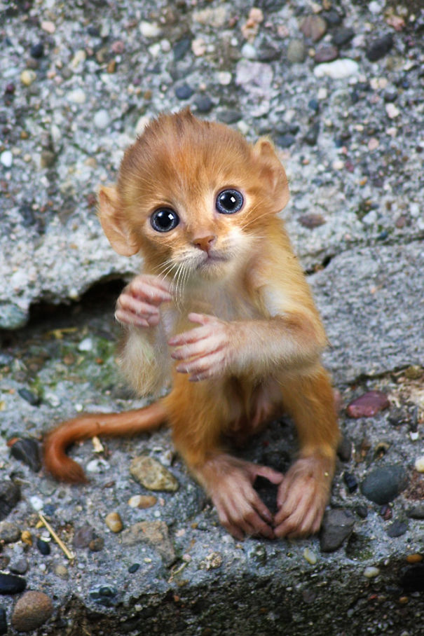 Mittens: Cute Monkey-Kitten Hybrids