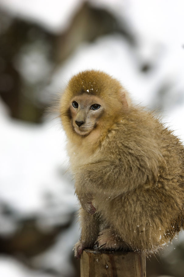 Mittens: Cute Monkey-Kitten Hybrids