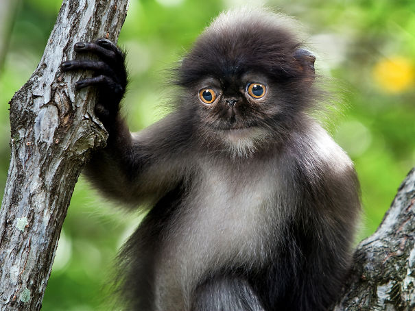 Mittens: Cute Monkey-Kitten Hybrids