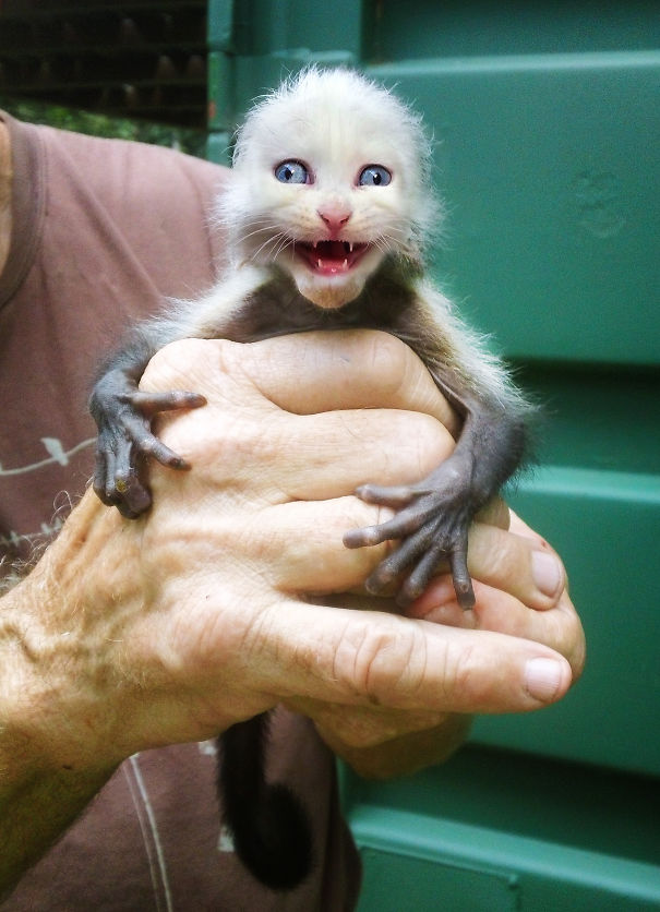 Mittens: Cute Monkey-Kitten Hybrids