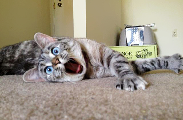 Nala, The Shocked Cat
