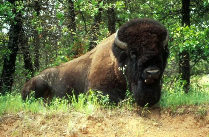 The Magnificent American Bison