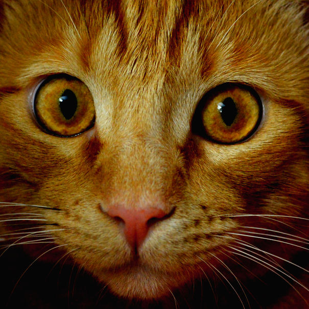 Benito, The Innocent Looking Cat