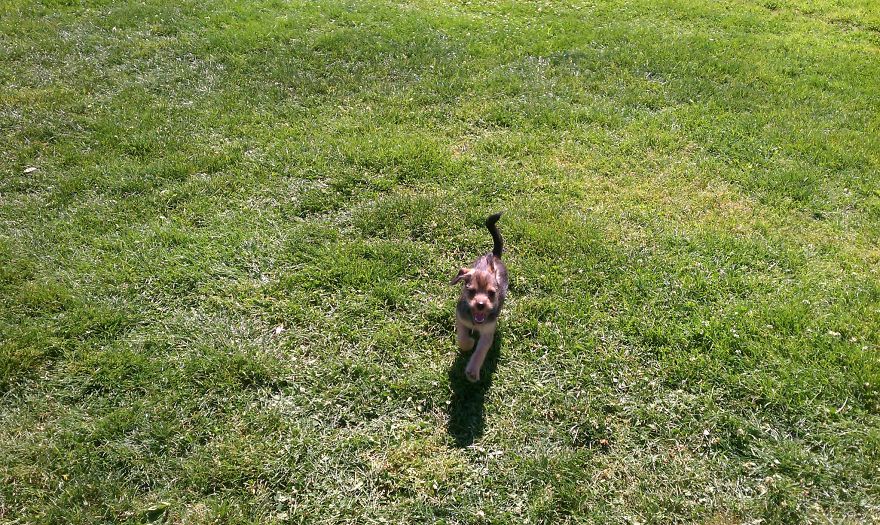 3 Month Old Hendrix, A Maltese/terrier/chihuahua Mix