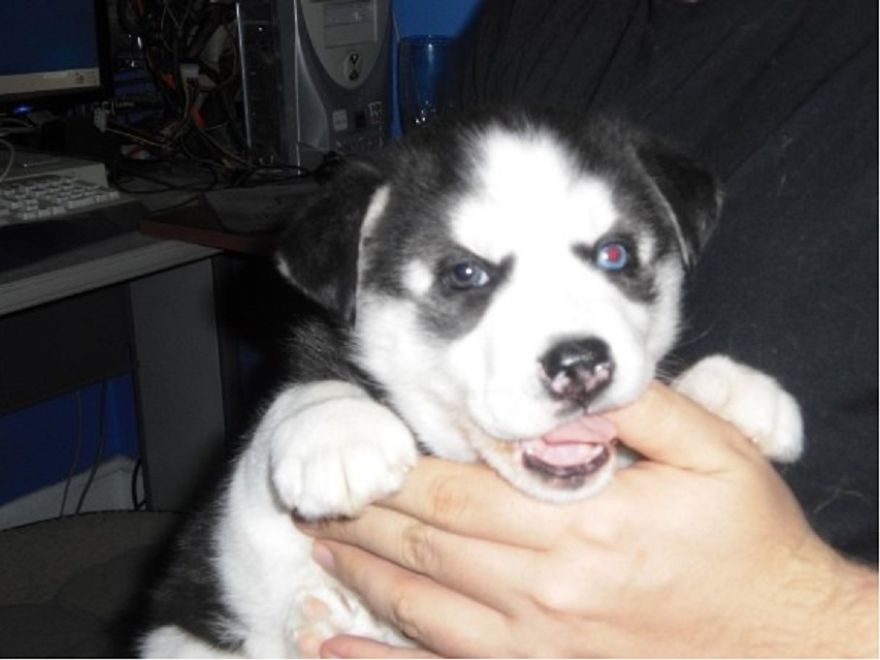 Baby Ella - 6 Week Old Husky