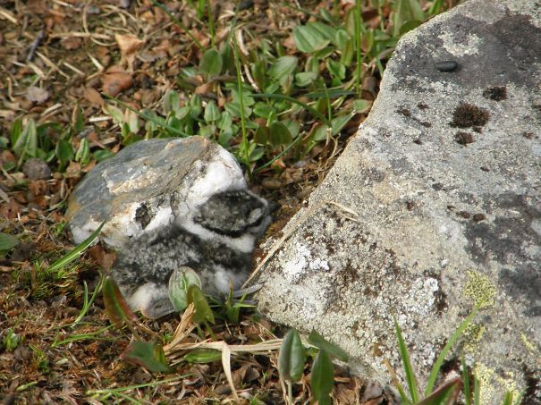 Bird Camouflaged On The Rocks
