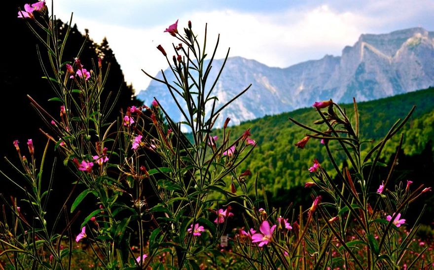 Strong Like The Mountains And Gentle Like The Flowers.