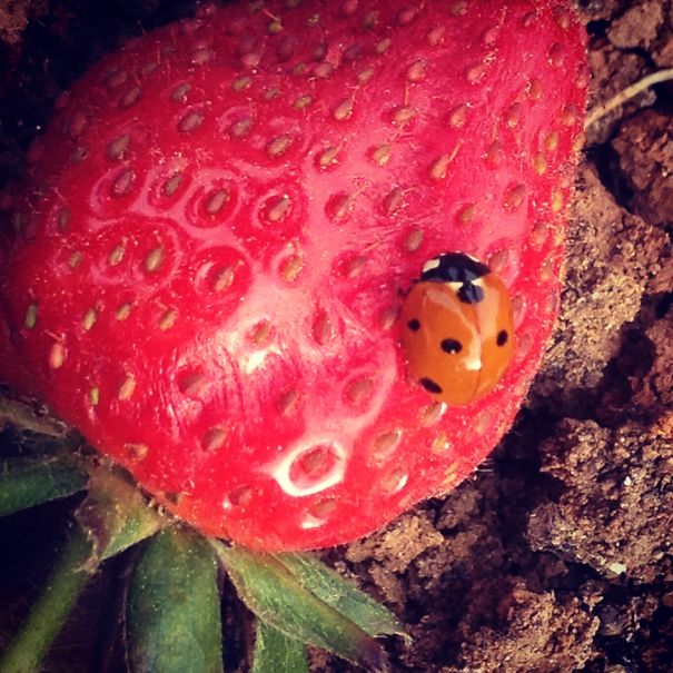Lady Bug On Strawberry. Maya Shekel