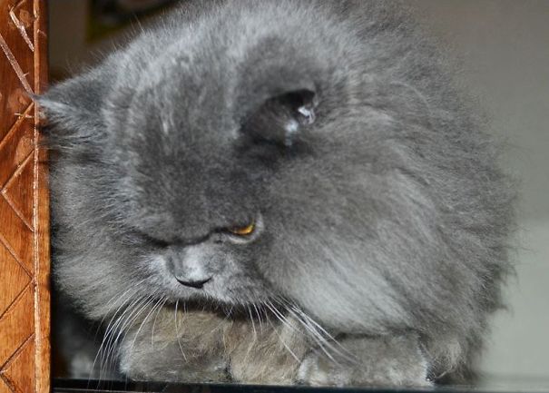 Ramadeey: Zabadani Cafe's Most-loved Persi-kitty