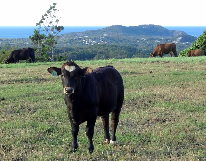 A Cow Wearing Her Heart On Her Forehead.