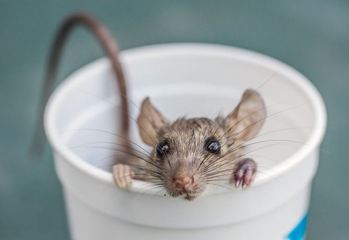 Rat In A Cup