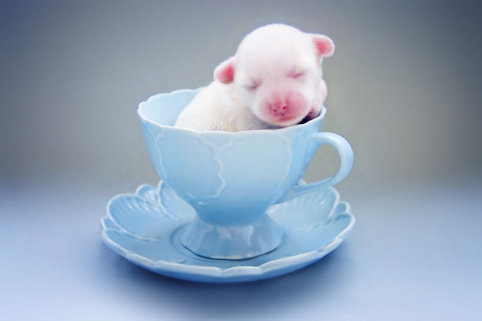 Puppy In A Cup