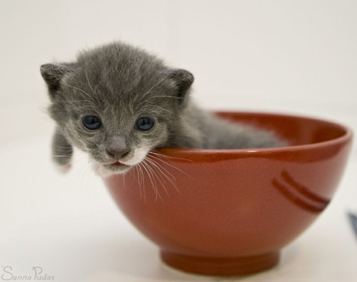 Kitten In A Cup