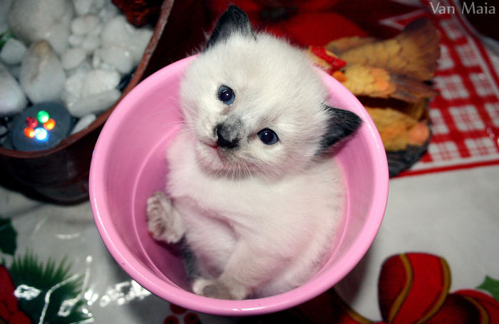 Kitten In A Cup